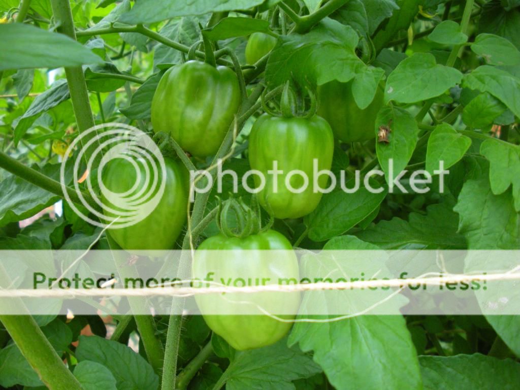  photo Garden8-6-13029.jpg